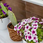 Comfy Boutique Hotel