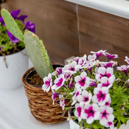 Comfy Boutique 호텔